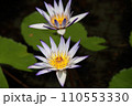 water lily in a Chinese garden 110553330