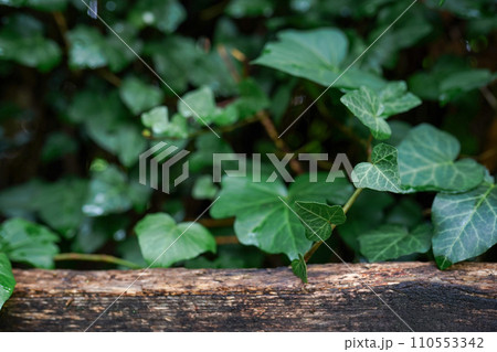 Natural wooden podium with green leaves, Background for cosmetic products, the scene in the forest. Mock up the pedestal 110553342