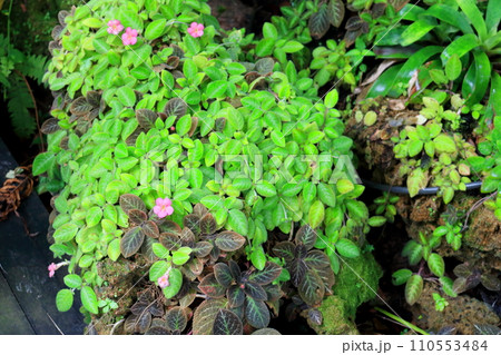 Pink Episcia or Frame violet blooming cover rock in natural. 110553484
