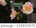 紅白つばき 110553572