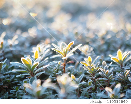 霜の降りた葉 110553640