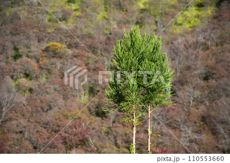 台杉 京都高雄 台杉 京都高雄 110553660