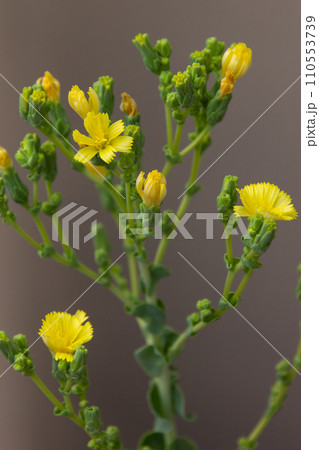 サンチュの花 110553739