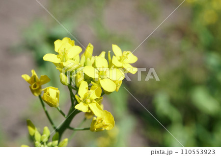 畑に咲く小松菜の花 110553923