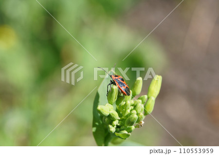 菜の花のツボミにとまるマダラナガカメムシ 110553959