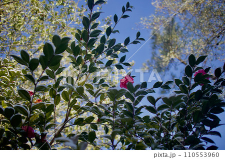 雪の乗った葉に、恥ずかしげに隠れるサザンカの花。寒さに色が透き通る。 110553960