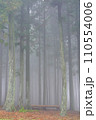 a foggy redwood forest 110554006