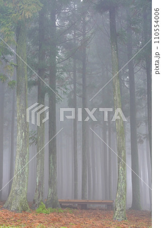 a foggy redwood forest a foggy redwood forest 110554006