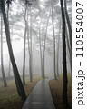fog in the forest 110554007