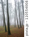 forest in fog 110554008
