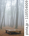 fog in the forest 110554009