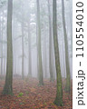 fog in the forest 110554010