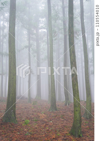 fog in the forest fog in the forest 110554010
