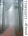 fog in the forest 110554011