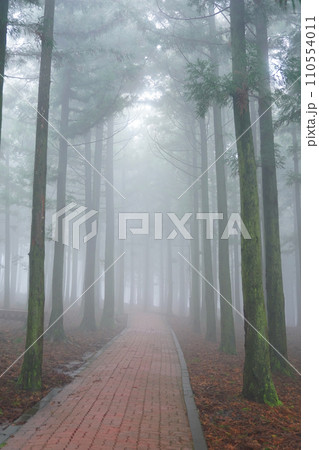 fog in the forest 110554011