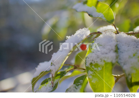 雪を受け取るソヨゴの葉。 雪を受け取るソヨゴの葉。 110554026