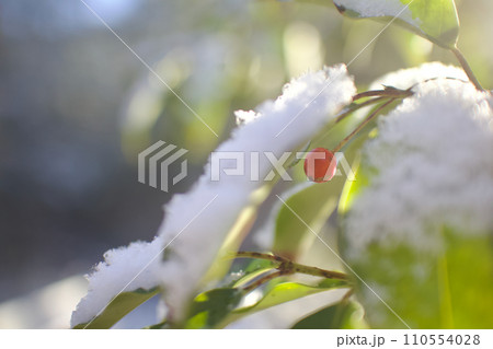 雪に隠れたソヨゴの赤い実。明るく。 雪に隠れたソヨゴの赤い実。明るく。 110554028