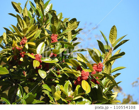 葉に字が書ける「タラヨウ」の果実 110554108