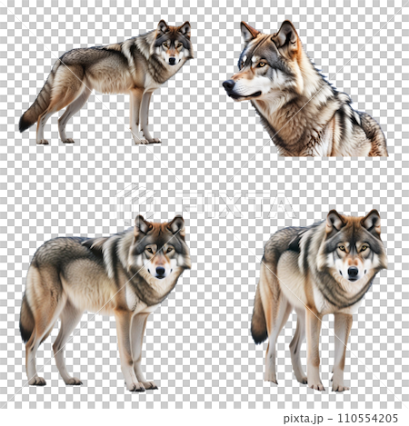 Beautiful Wolf set isolated on a white background. Generative AI Beautiful Wolf set isolated on a white background. Generative AI 110554205