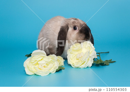 Fold-eared rabbit  and flowers Fold-eared rabbit  and flowers 110554303