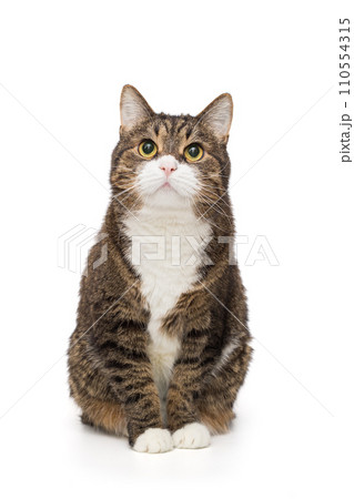 Grey, striped cat sits and looks up Grey, striped cat sits and looks up 110554315