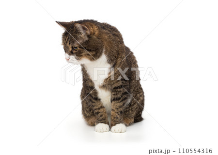 Grey, striped cat stares down Grey, striped cat stares down 110554316