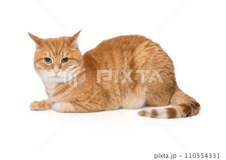 Beautiful red cat sits sideways and looks 110554331