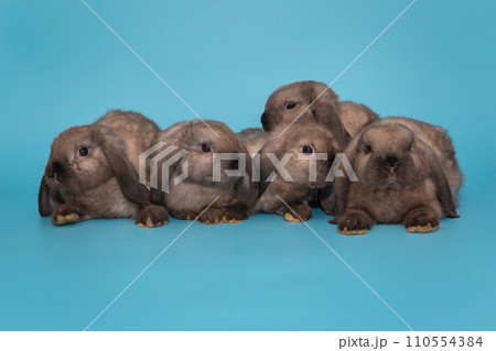 Five little fold-eared rabbits 110554384
