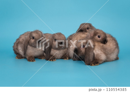 Five little fold-eared rabbits Five little fold-eared rabbits 110554385