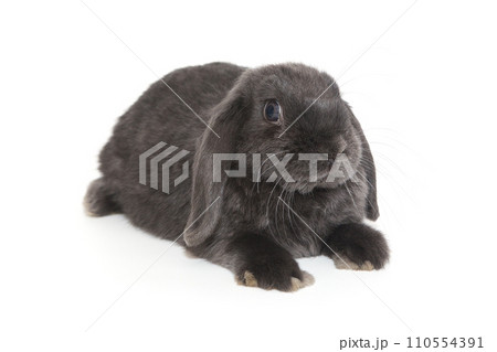 Grey decorative fold rabbit 110554391