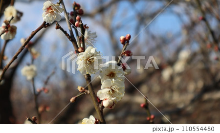 青空背景に梅の花 水戸市偕楽園 青空背景に梅の花 水戸市偕楽園 110554480