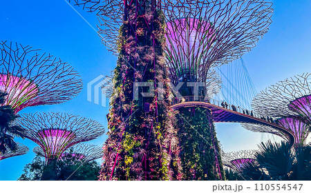 ライトアップされたシンガポールのスーパーツリーグローブ ライトアップされたシンガポールのスーパーツリーグローブ 110554547