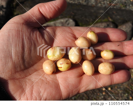 落葉高木「センダン」の実 落葉高木「センダン」の実 110554574
