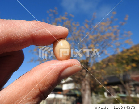 落葉高木「センダン」の実 落葉高木「センダン」の実 110554575