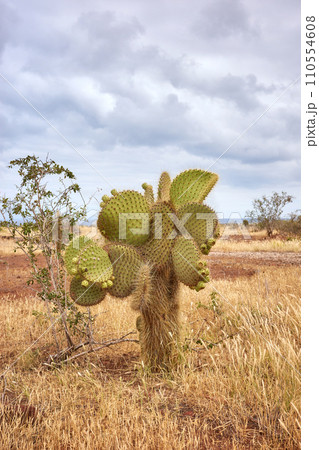 Landscape with giant Galapagos cactus, Santa Cruz Island, Galapagos, Ecuador. Landscape with giant Galapagos cactus, Santa Cruz Island, Galapagos, Ecuador. 110554608