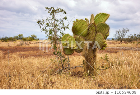 Landscape with Galapagos Giant Cactus, Santa Cruz Island, Galapagos, Ecuador. Landscape with Galapagos Giant Cactus, Santa Cruz Island, Galapagos, Ecuador. 110554609