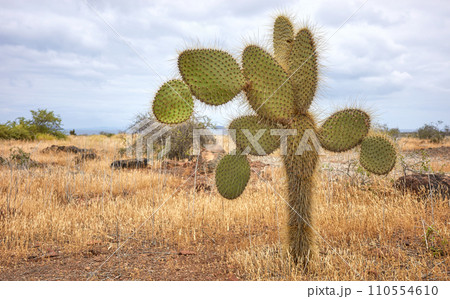 Landscape with giant Galapagos cactus, Santa Cruz Island, Galapagos, Ecuador. Landscape with giant Galapagos cactus, Santa Cruz Island, Galapagos, Ecuador. 110554610