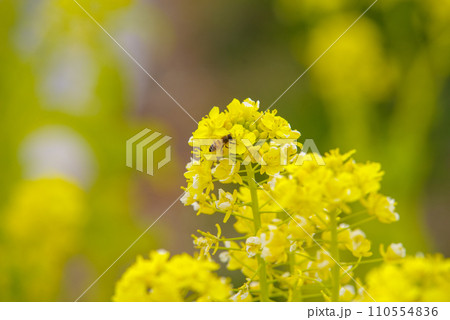 春の光に輝く菜の花とミツバチ 110554836