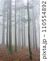 fog in the forest 110554892