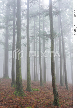 fog in the forest 110554892
