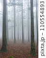 fog in the forest 110554893