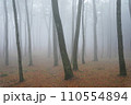 pine forest in the morning fog 110554894