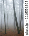 fog in the forest 110554895