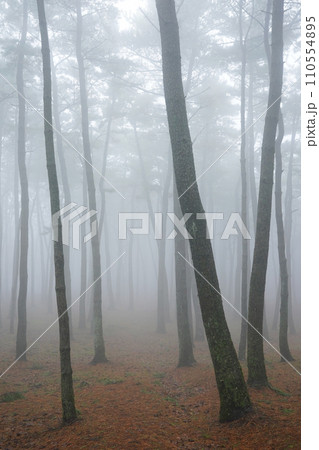 fog in the forest 110554895