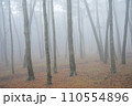 pine forest with fog 110554896