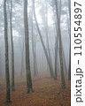 fog in the forest 110554897