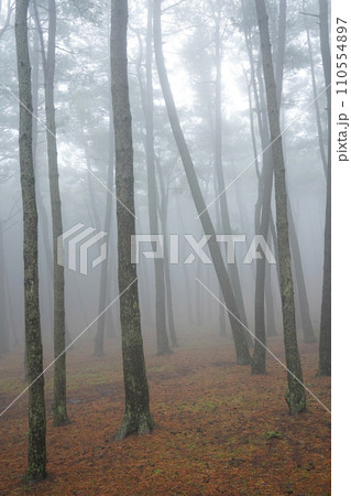 fog in the forest 110554897