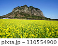 yellow rapeseed flower field in spring day 110554900