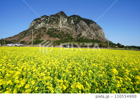 yellow rapeseed flower field in spring day 110554900
