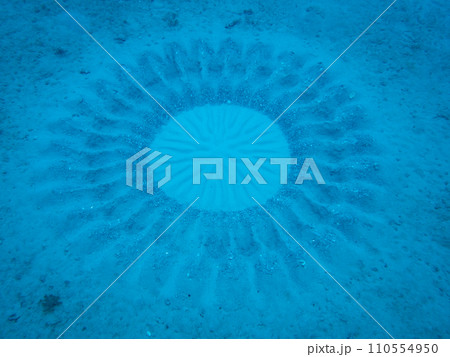 アマミホシゾラフグのミステリーサークル 110554950